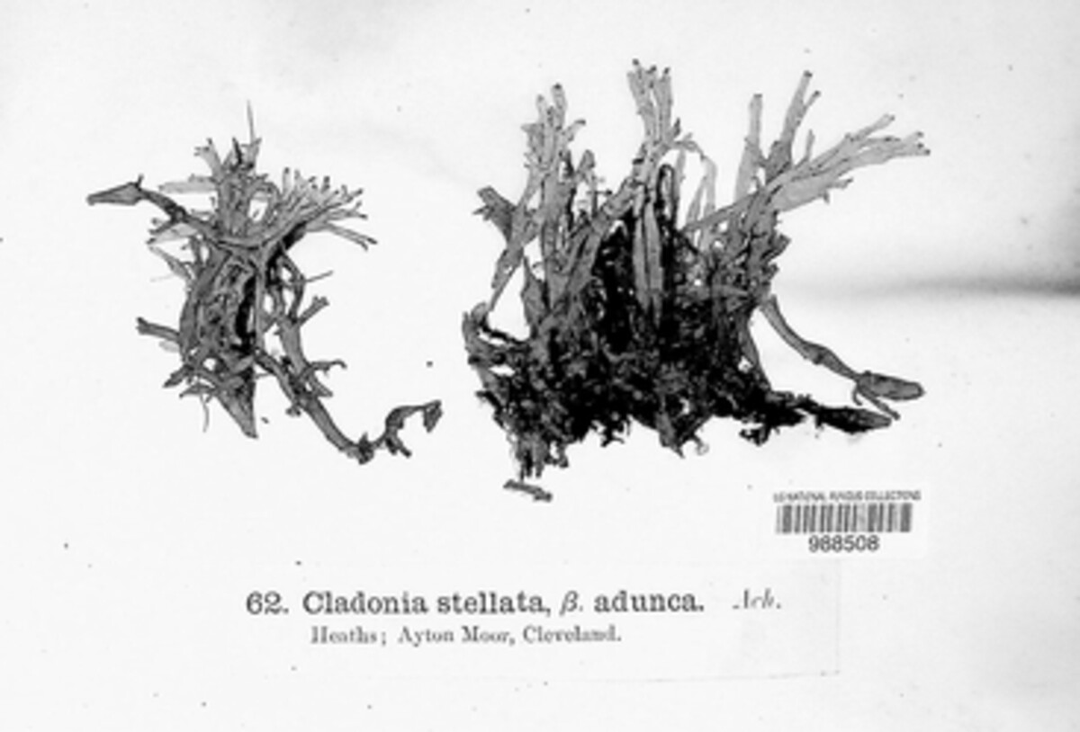 Cladonia stellata image